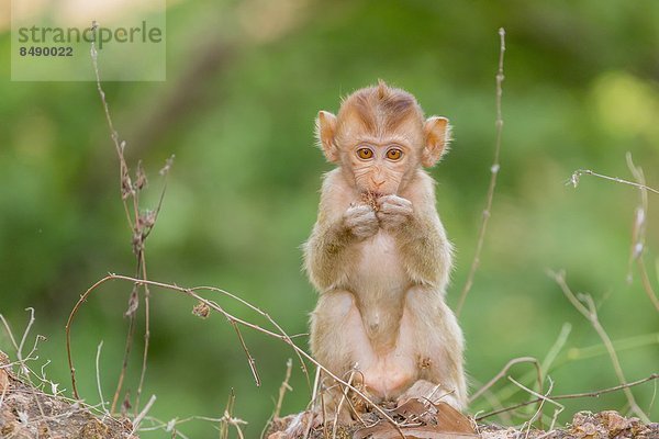 lang  langes  langer  lange  jung  Südostasien  Schwanz  Tierschwanz  Vietnam  Angkor  Asien  Kambodscha  Makak  Siem Reap