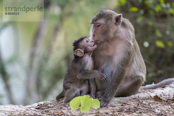 lang  langes  langer  lange  jung  Südostasien  säugend  Schwanz  Tierschwanz  Vietnam  Mutter - Mensch  Angkor  Asien  Kambodscha  Makak  Siem Reap