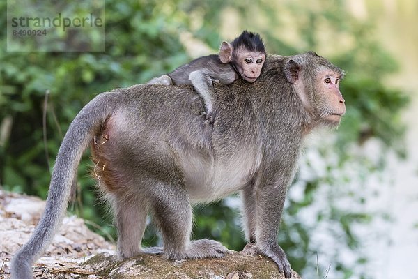 lang  langes  langer  lange  jung  über  Südostasien  Schwanz  Tierschwanz  Vietnam  Mutter - Mensch  Angkor  Asien  Kambodscha  Makak  Siem Reap