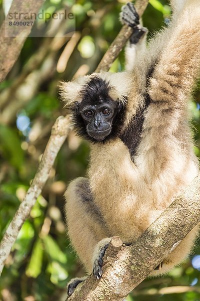 Adoption  Südostasien  Helmspecht  Dryocopus pileatus  Vietnam  Mönch  Erwachsener  Asien  Kambodscha