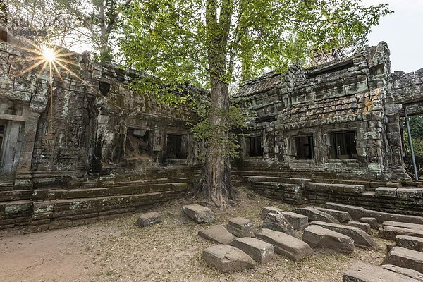 Regenwald  Ruine  umgeben  Südostasien  UNESCO-Welterbe  Vietnam  Angkor  Asien  Kambodscha