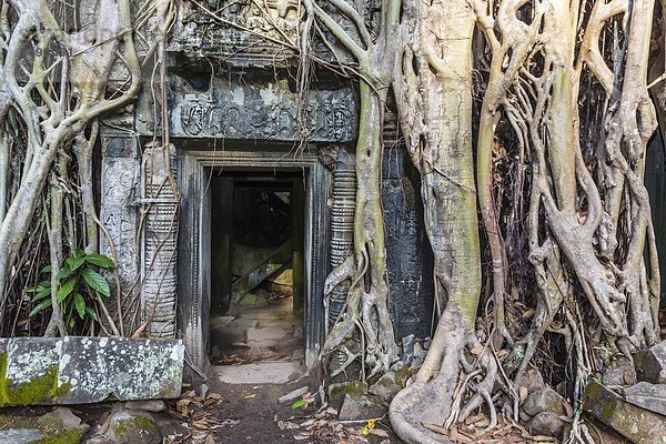 Regenwald  Südostasien  UNESCO-Welterbe  Vietnam  Angkor  Asien  Kambodscha