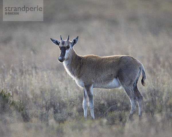 Südliches Afrika  Südafrika  Afrika