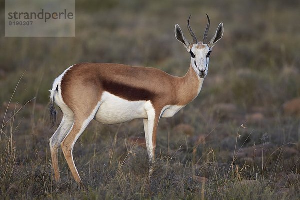 Südliches Afrika  Südafrika  Afrika