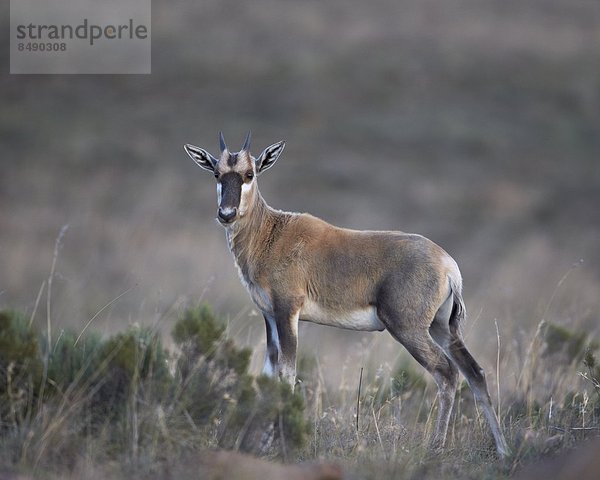 Südliches Afrika  Südafrika  Afrika