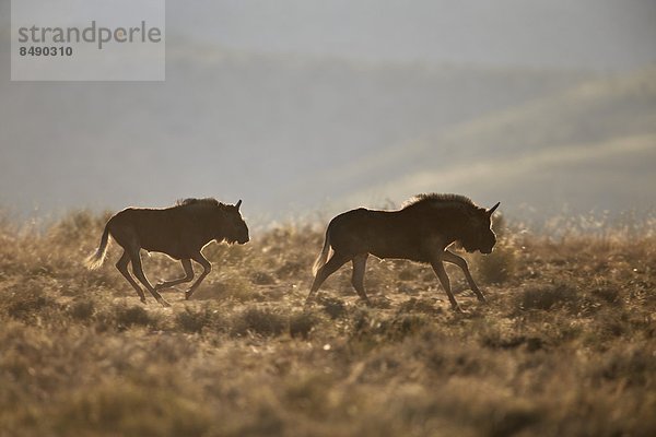 Südliches Afrika  Südafrika  rennen  weiß  schwarz  2  jung  Gnu  Schwanz  Tierschwanz  Afrika