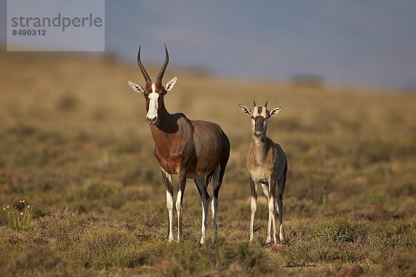 Südliches Afrika  Südafrika  Lamm  Afrika  Mutterschaf