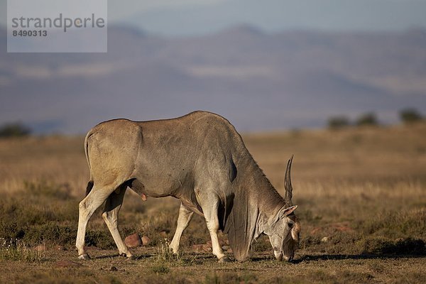 Südliches Afrika  Südafrika  Elenantilope  Taurotragus oryx  Afrika  Bock  füttern