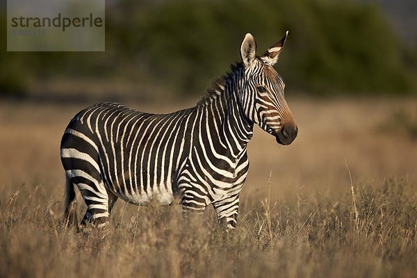 Südliches Afrika Südafrika Berg Afrika Zebra