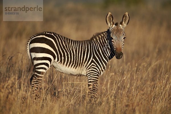 Südliches Afrika Südafrika Berg jung Afrika Zebra Equus zebra  Bergzebra