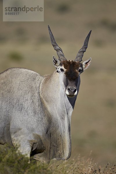 Südliches Afrika  Südafrika  Afrika