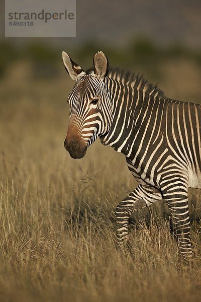 Südliches Afrika Südafrika Berg Afrika Zebra