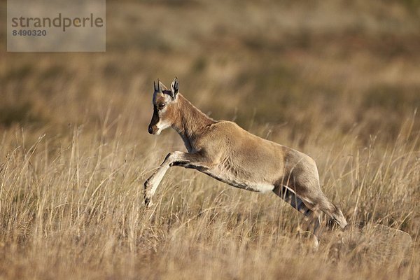 Südliches Afrika  Südafrika  Lamm  springen  Afrika