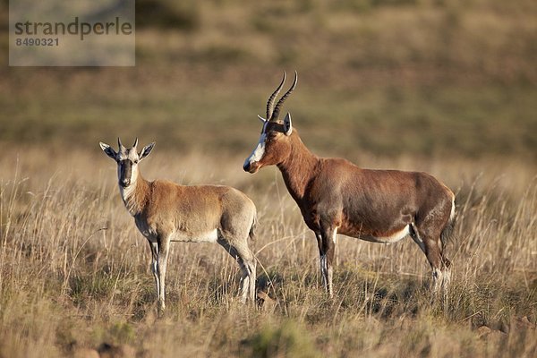 Südliches Afrika  Südafrika  Lamm  Afrika  Mutterschaf