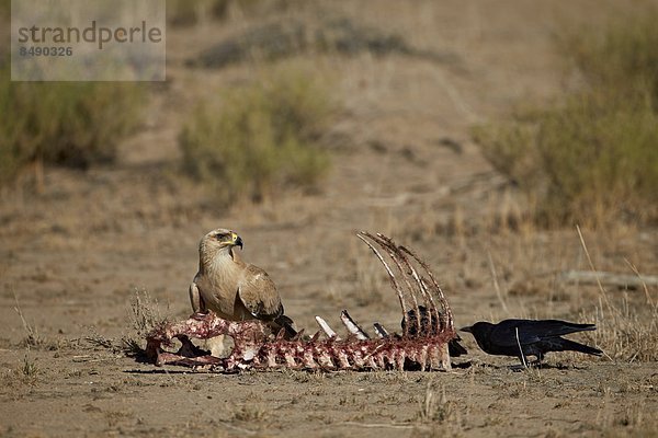 Südliches Afrika  Südafrika  Nostalgie  Kalahari  Afrika  Kadaver  Adler