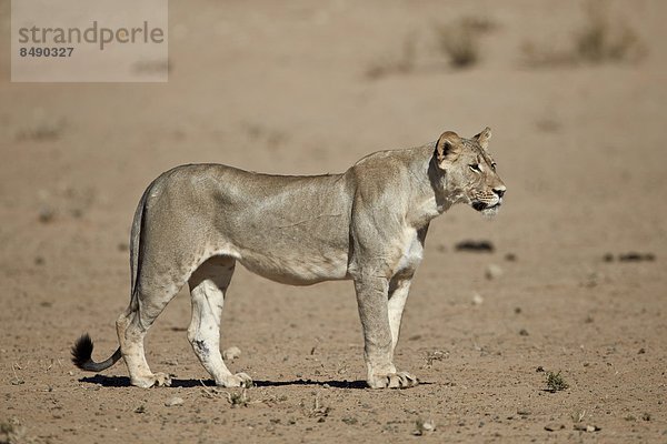 Südliches Afrika  Südafrika  Nostalgie  Kalahari  Afrika