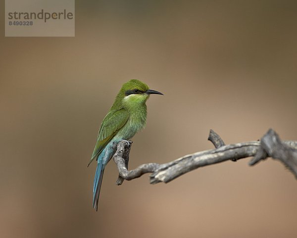 Südliches Afrika  Südafrika  Nostalgie  Kalahari  Afrika