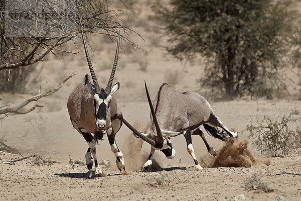 Südliches Afrika  Südafrika  Kampf  Nostalgie  2  Kalahari  Afrika  Süden