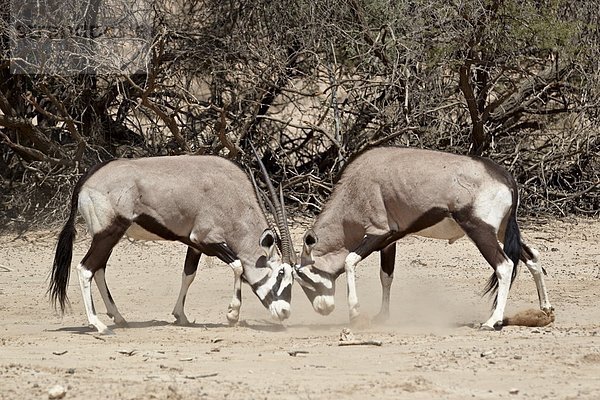 Südliches Afrika  Südafrika  Kampf  Nostalgie  2  Kalahari  Afrika  Süden