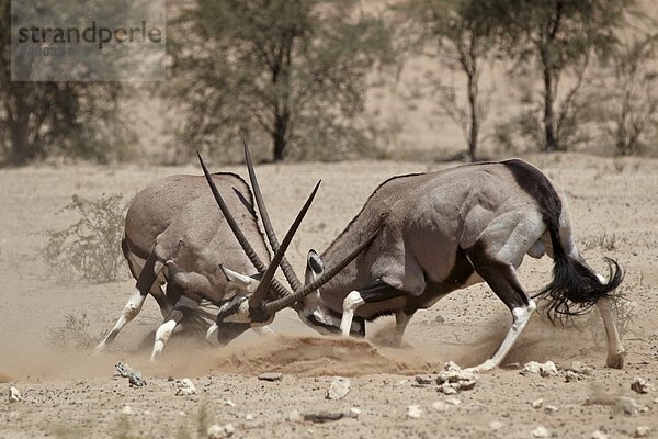 Südliches Afrika  Südafrika  Kampf  Nostalgie  2  Kalahari  Afrika  Süden