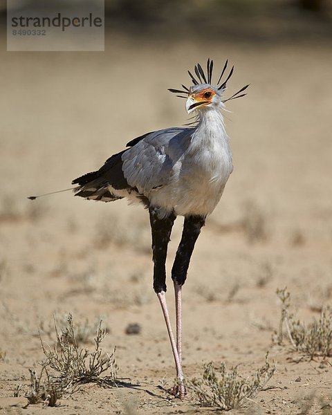 Sekretär (Sagittarius Serpentarius)  Kgalagadi Transfrontier Park  umfasst das ehemalige Kalahari Gemsbok National Park  Südafrika  Afrika