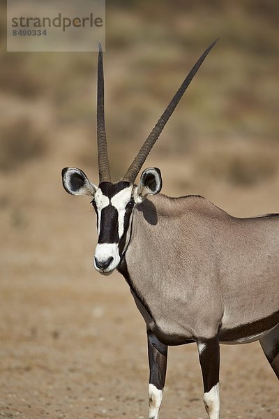 Südliches Afrika  Südafrika  Nostalgie  Kalahari  Afrika  Süden