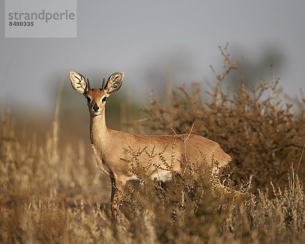 Südliches Afrika  Südafrika  Nostalgie  Kalahari  Afrika