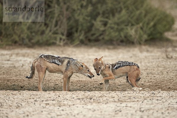 Südliches Afrika  Südafrika  schwarz  Nostalgie  2  Silber  Rückansicht  Kalahari  Afrika  Schakal