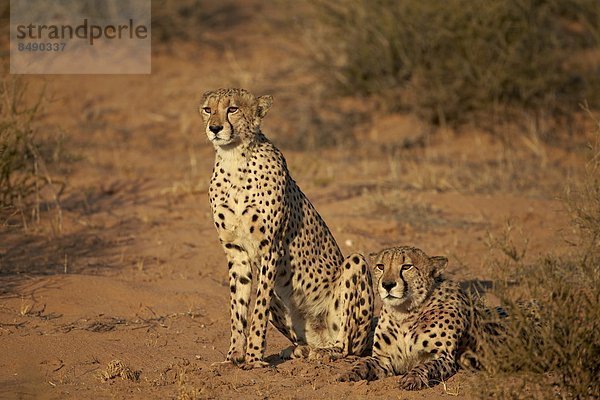 Südliches Afrika  Südafrika  Nostalgie  Kalahari  Afrika