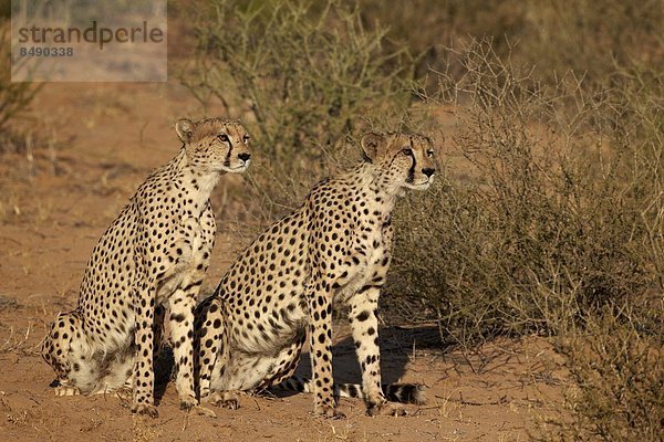 Südliches Afrika  Südafrika  Nostalgie  Kalahari  Afrika