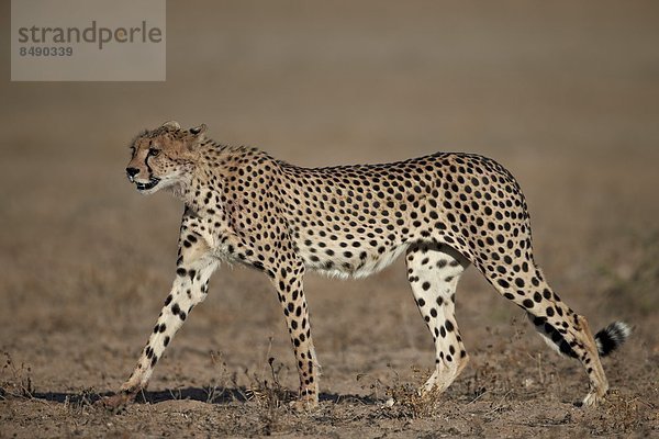 Südliches Afrika  Südafrika  Nostalgie  Kalahari  Afrika