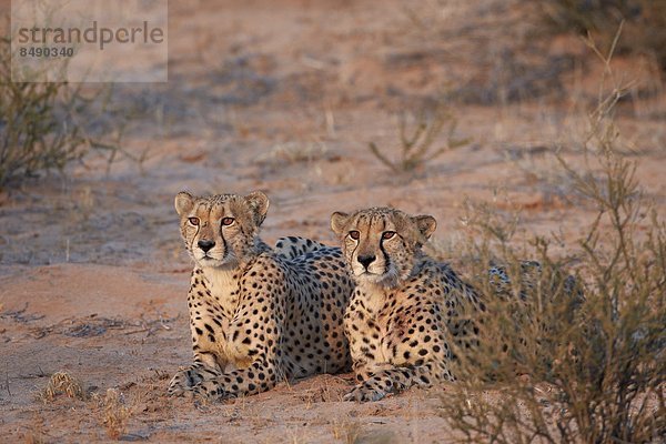 Südliches Afrika  Südafrika  Nostalgie  Kalahari  Afrika