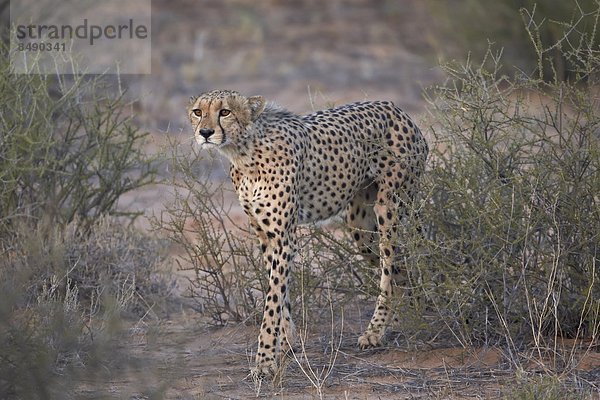 Südliches Afrika  Südafrika  Nostalgie  Kalahari  Afrika