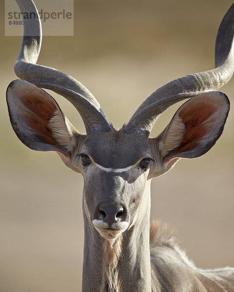 Südliches Afrika  Südafrika  Nostalgie  Kalahari  Afrika