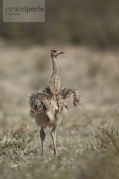 Südliches Afrika  Südafrika  Nostalgie  Kalahari  Afrika