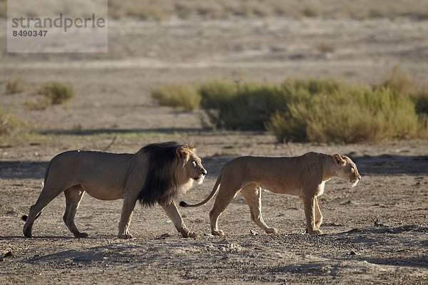 Südliches Afrika  Südafrika  Nostalgie  Kalahari  Afrika