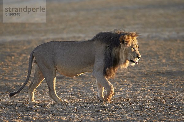 Südliches Afrika  Südafrika  Nostalgie  Kalahari  Afrika