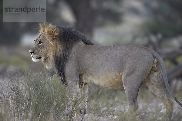 Südliches Afrika  Südafrika  Nostalgie  Kalahari  Afrika