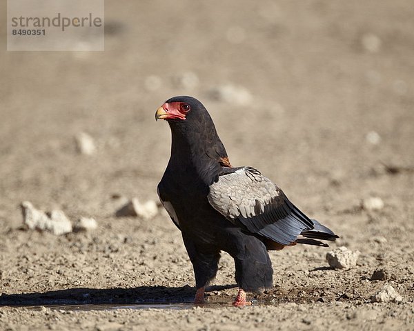 Südliches Afrika  Südafrika  Nostalgie  Kalahari  Afrika