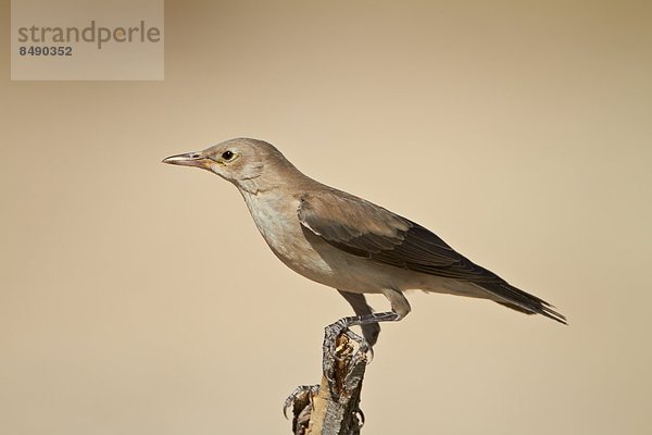 Südliches Afrika  Südafrika  Star  Stare  Sturnus vulgaris  Nostalgie  Feder  Federn  Gefieder  Kalahari  Afrika  Zucht