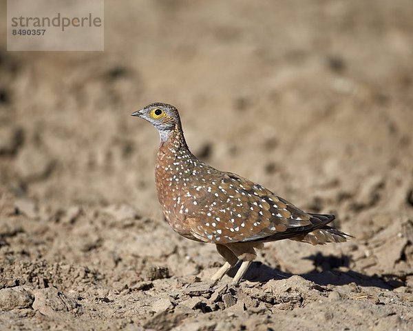 Südliches Afrika  Südafrika  Nostalgie  Kalahari  Afrika