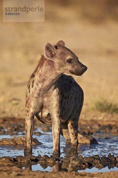 Südliches Afrika  Südafrika  Nostalgie  Punkt  Kalahari  Afrika  Hyäne