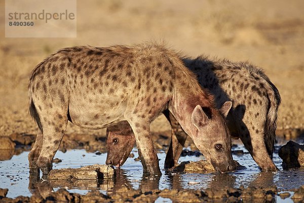 Südliches Afrika  Südafrika  Nostalgie  2  trinken  Punkt  Kalahari  Afrika  Hyäne