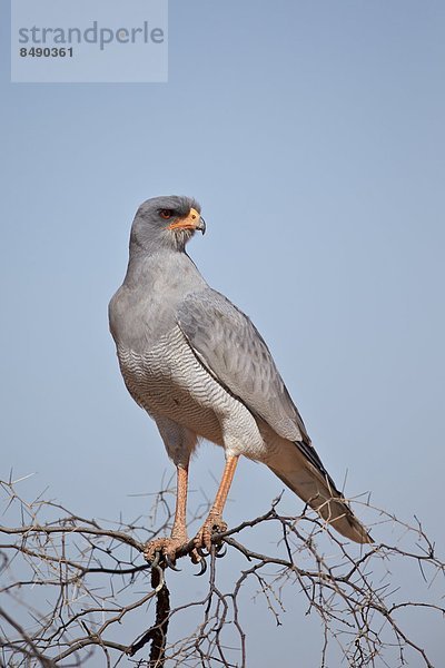 Südliches Afrika  Südafrika  Nostalgie  Süden  Helligkeit  Kalahari  Afrika  blass