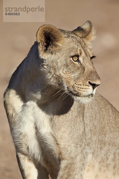 Südliches Afrika  Südafrika  Nostalgie  Kalahari  Afrika