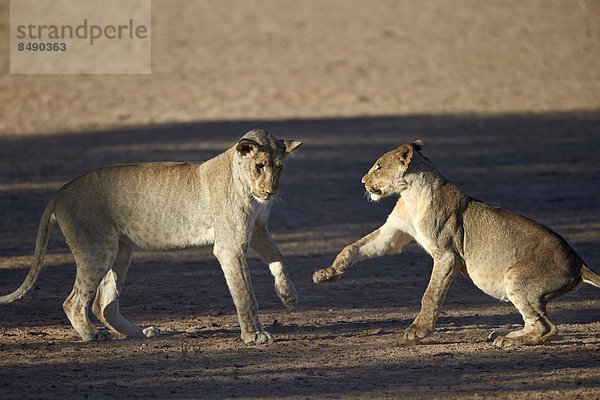 Südliches Afrika  Südafrika  Raubkatze  Löwe  Panthera leo  Spiel  Nostalgie  2  jung  Kalahari  Afrika  Löwe - Sternzeichen