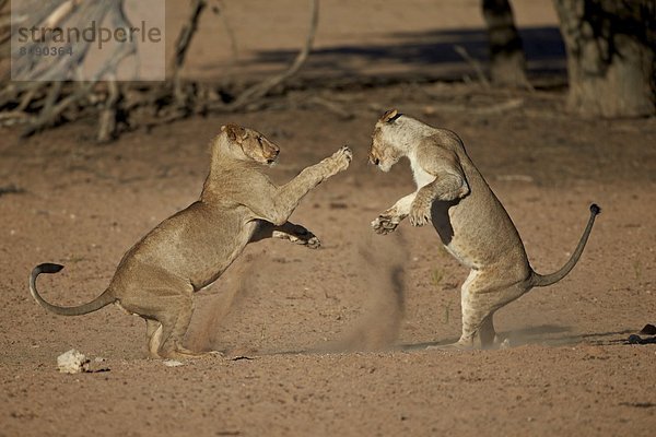 Südliches Afrika  Südafrika  Raubkatze  Löwe  Panthera leo  Spiel  Nostalgie  2  jung  Kalahari  Afrika  Löwe - Sternzeichen