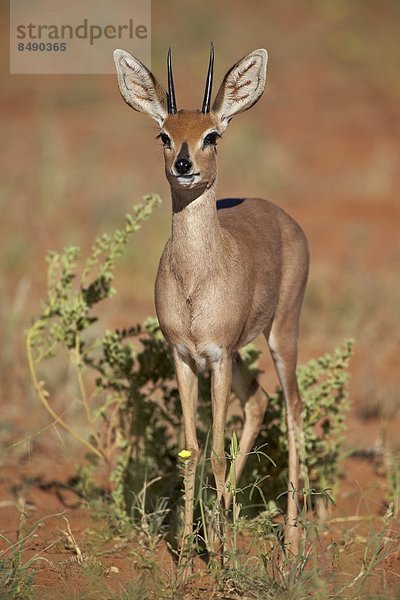 Südliches Afrika  Südafrika  Nostalgie  Kalahari  Afrika