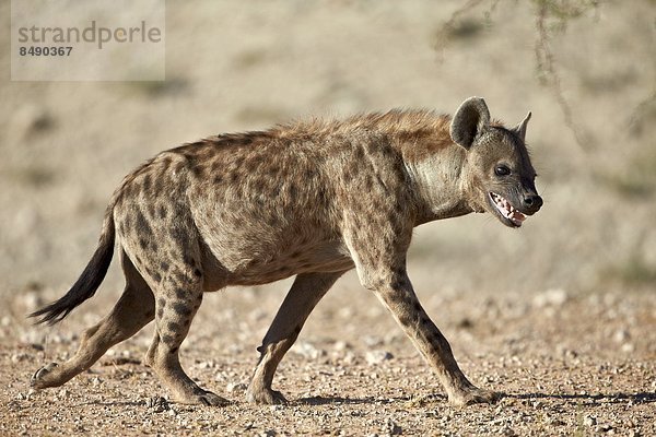 Südliches Afrika  Südafrika  Nostalgie  Punkt  Kalahari  Afrika  Hyäne