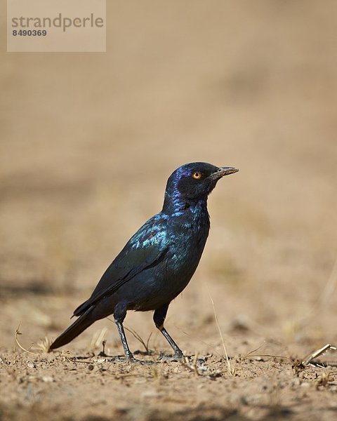 Südliches Afrika  Südafrika  Nostalgie  Kalahari  Afrika